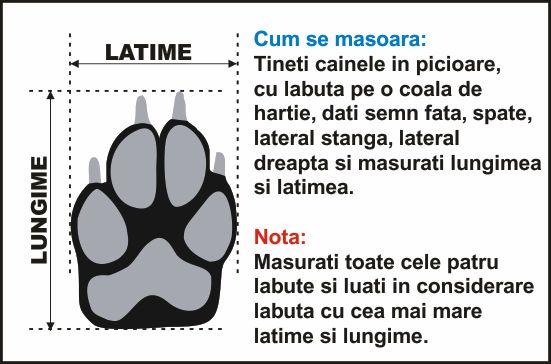 Dimensiuni labuta 1