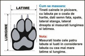 Dimensiuni labuta