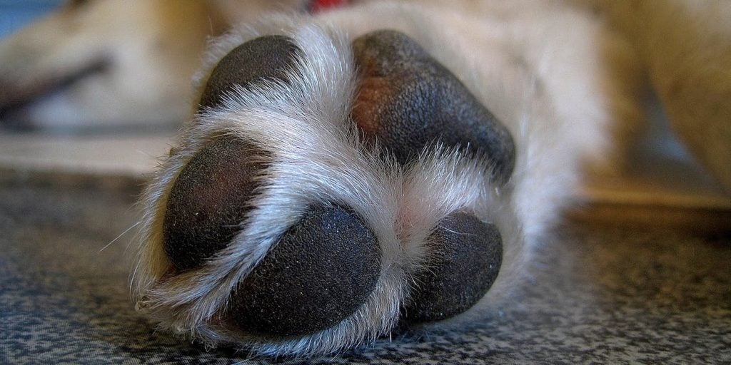dog paw pad1