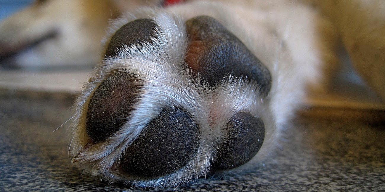 dog paw pad1
