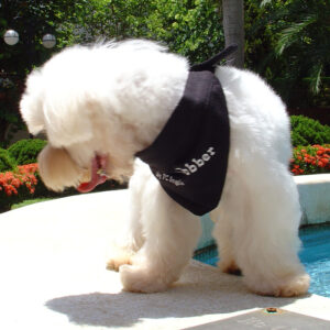 Bandana pentru catei BDT-04 10 CateiLaModa.ro BDT 04 4