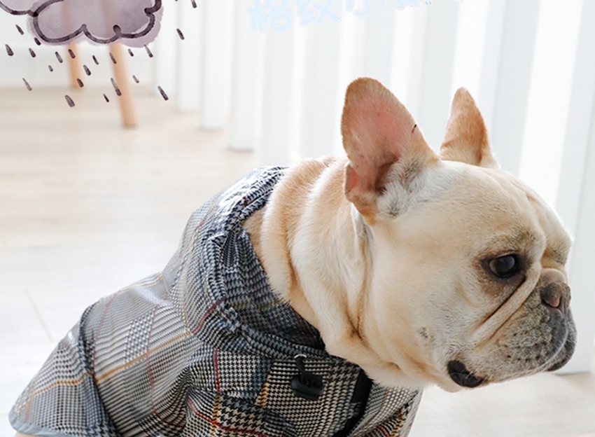 Pelerina pentru catei Bulldog/Pug MD02 9 CateiLaModa.ro M02 11