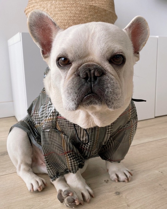 Pelerina pentru catei Bulldog/Pug MD02 14 CateiLaModa.ro M02 17