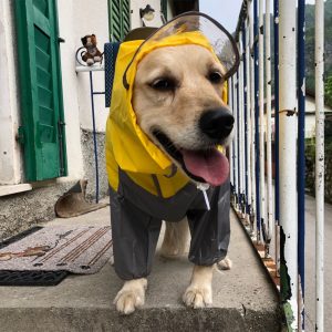 Salopeta de ploaie pentru catei MFB01G 47 CateiLaModa.ro MFB01G 12