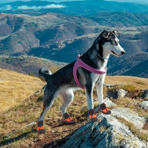 Ghete pentru catei X1760P 36 CateiLaModa.ro X1760P 5
