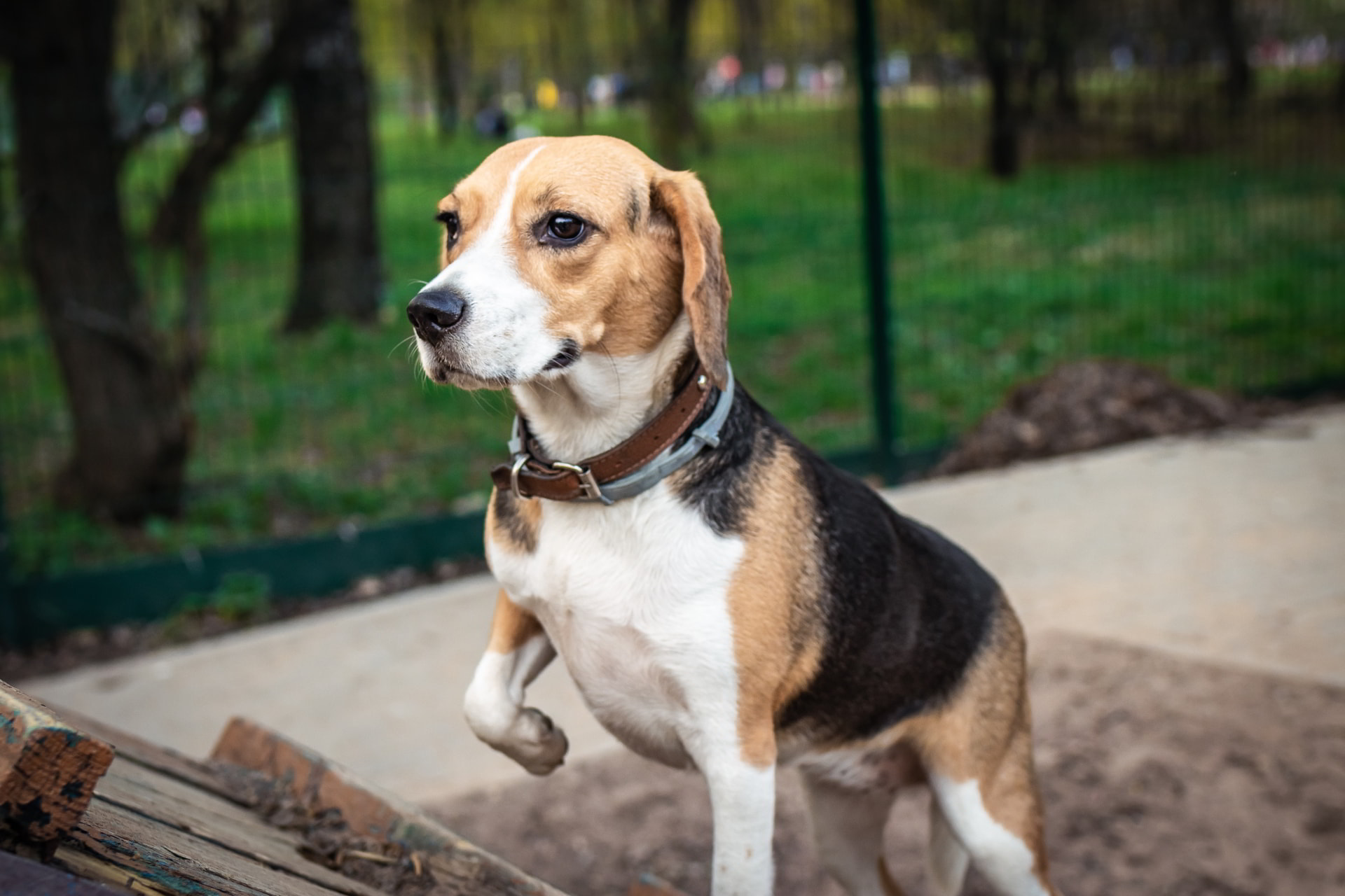 Beagle