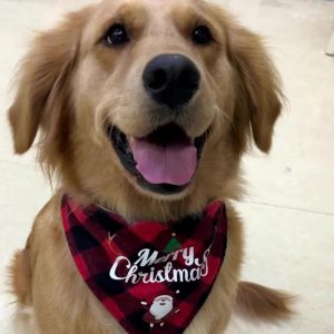 Bandana pentru căței Moș Crăciun 9655 14 CateiLaModa.ro Z123 6
